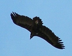 Black Vultures by the dozen at Cáceres Rubbish Tip